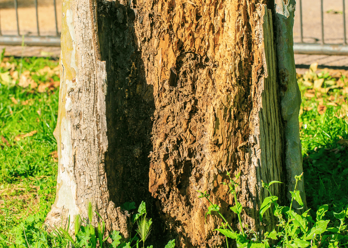 Thermites qui on attaqué un arbre